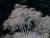 _A004138croof30.jpg